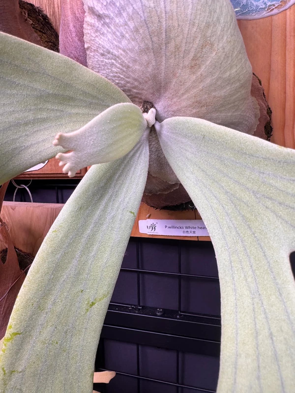 A fresh fuzzy pale-green frond emerging from the center of a mounted staghorn fern, in front of its larger established fronds