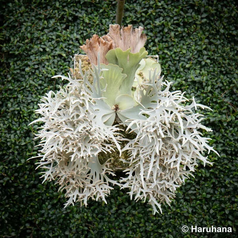 A mature silver-green staghorn fern mounted against a leafy backdrop
