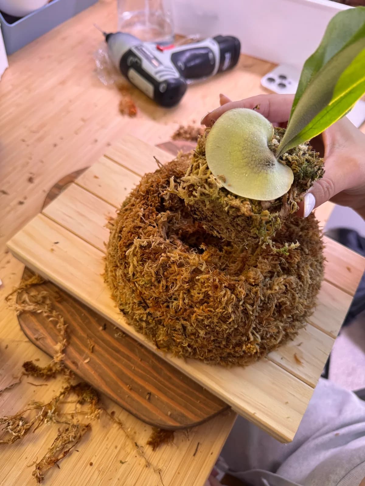 A young staghorn fern held above a pad of sphagnum moss on a wooden mounting board