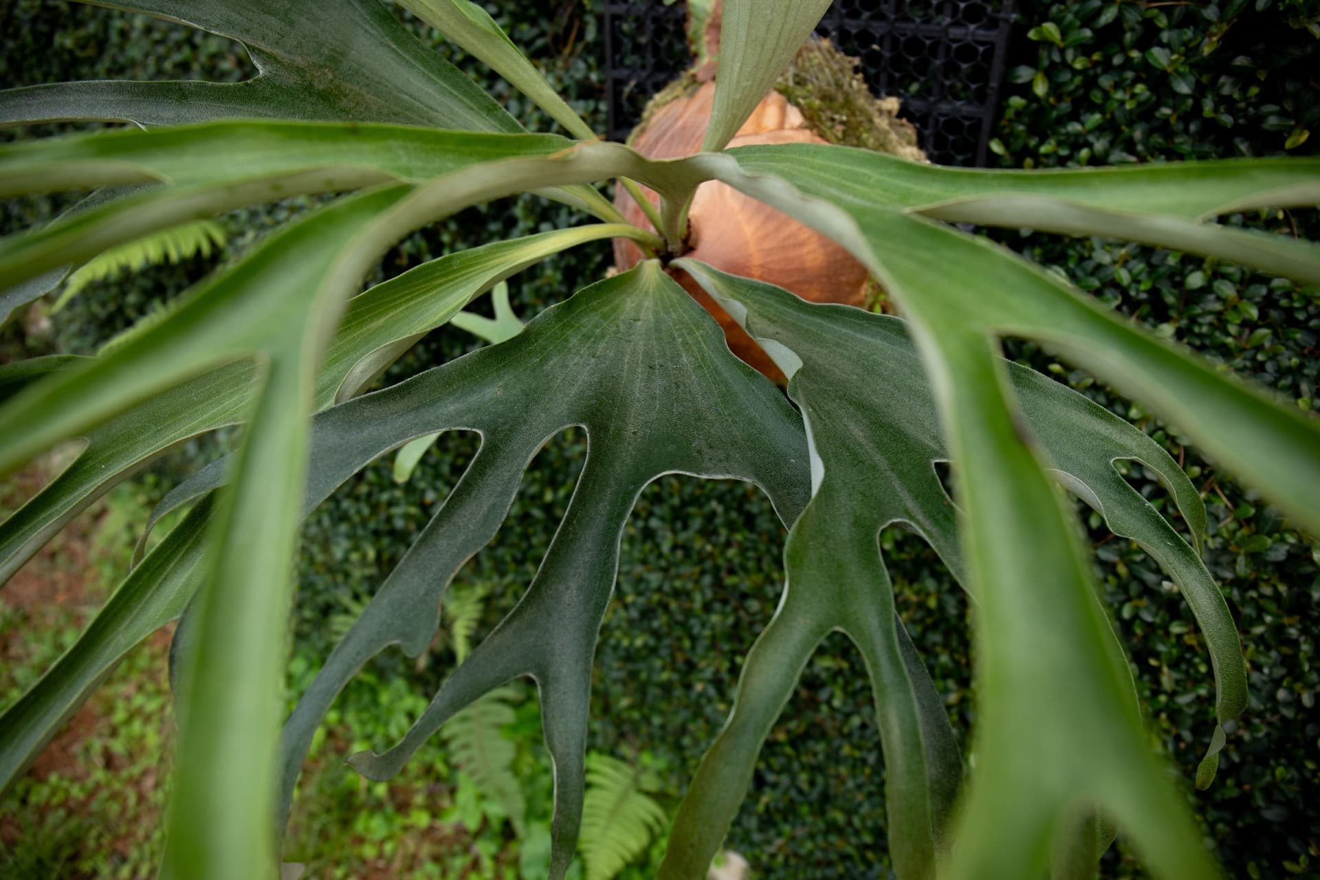 Green staghorn fronds growing in front of an older brown shield frond