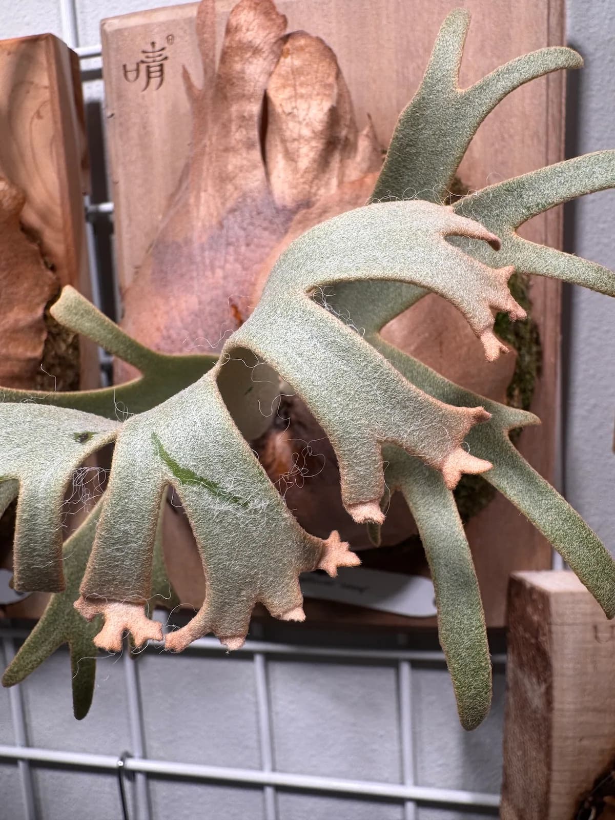A branching staghorn fertile frond with browned, damaged tips after transport