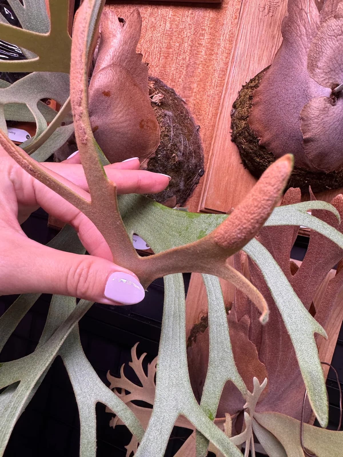 The underside of a branching fertile frond with an elongated brown spore-bearing patch near its tip