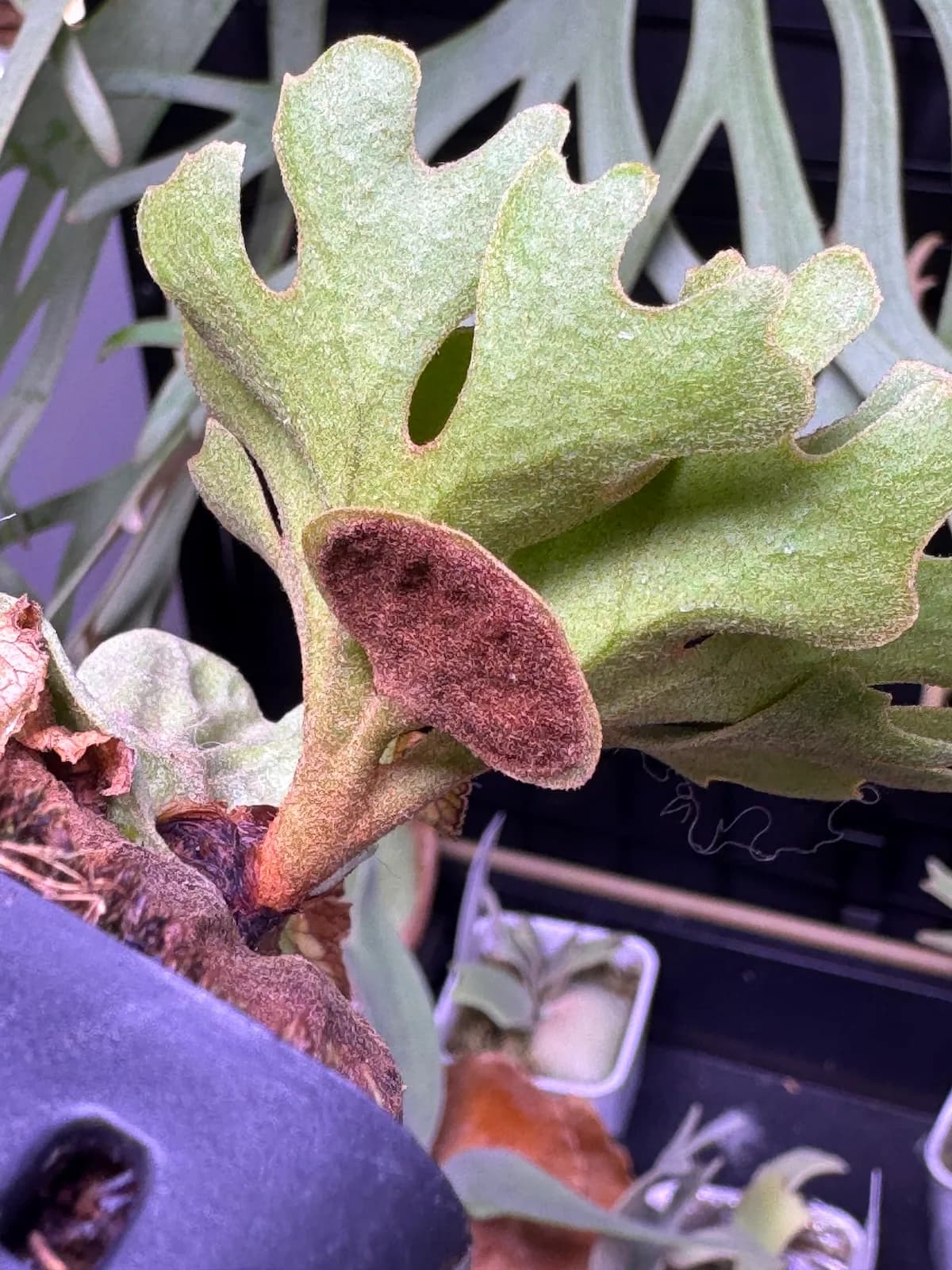 A rounded brown spore-bearing patch on the underside of a broad green fertile frond