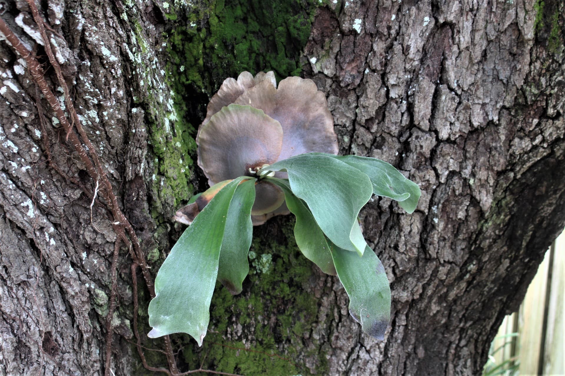 A staghorn fern growing from the fork of a moss-covered tree trunk