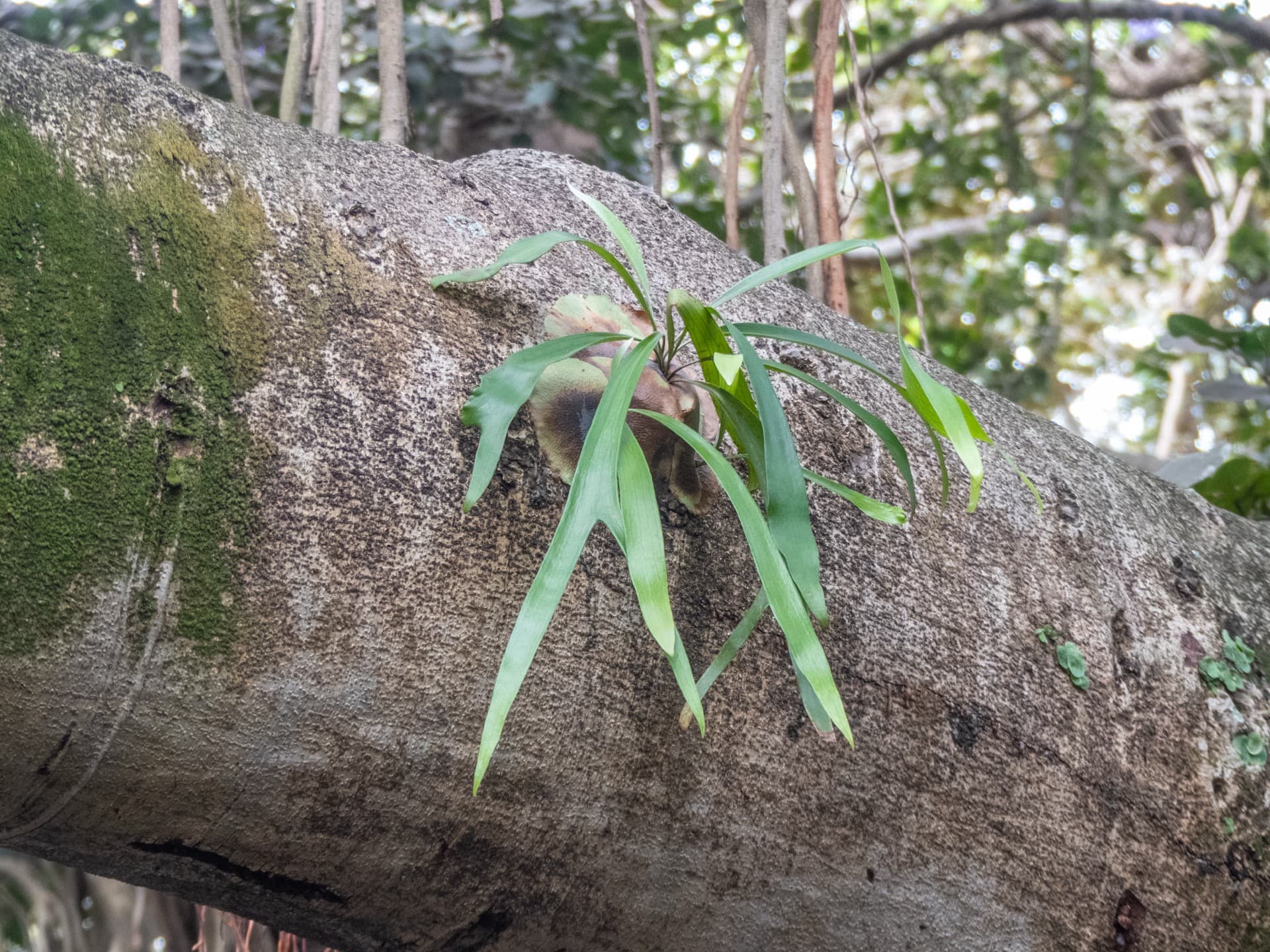Platycerium bifurcatum growing directly on a large tree branch in Brisbane