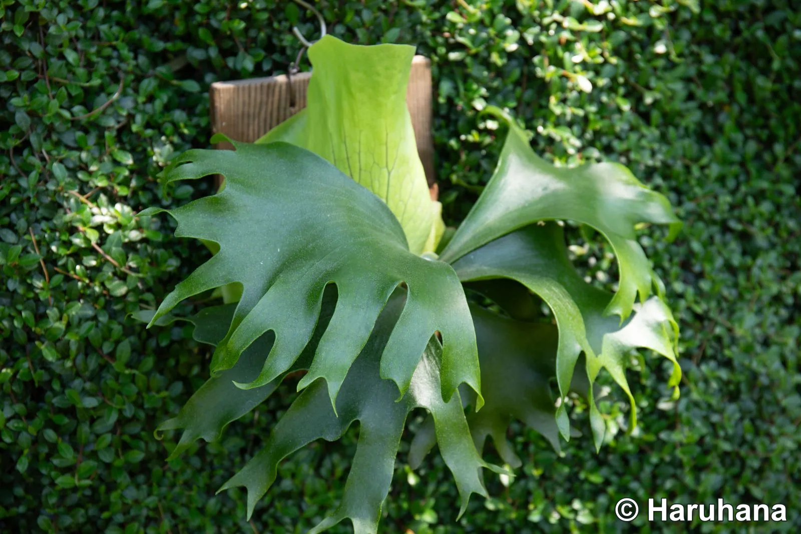 Cultivated Flamenco showing an upright shield and spreading, divided fertile fronds.
