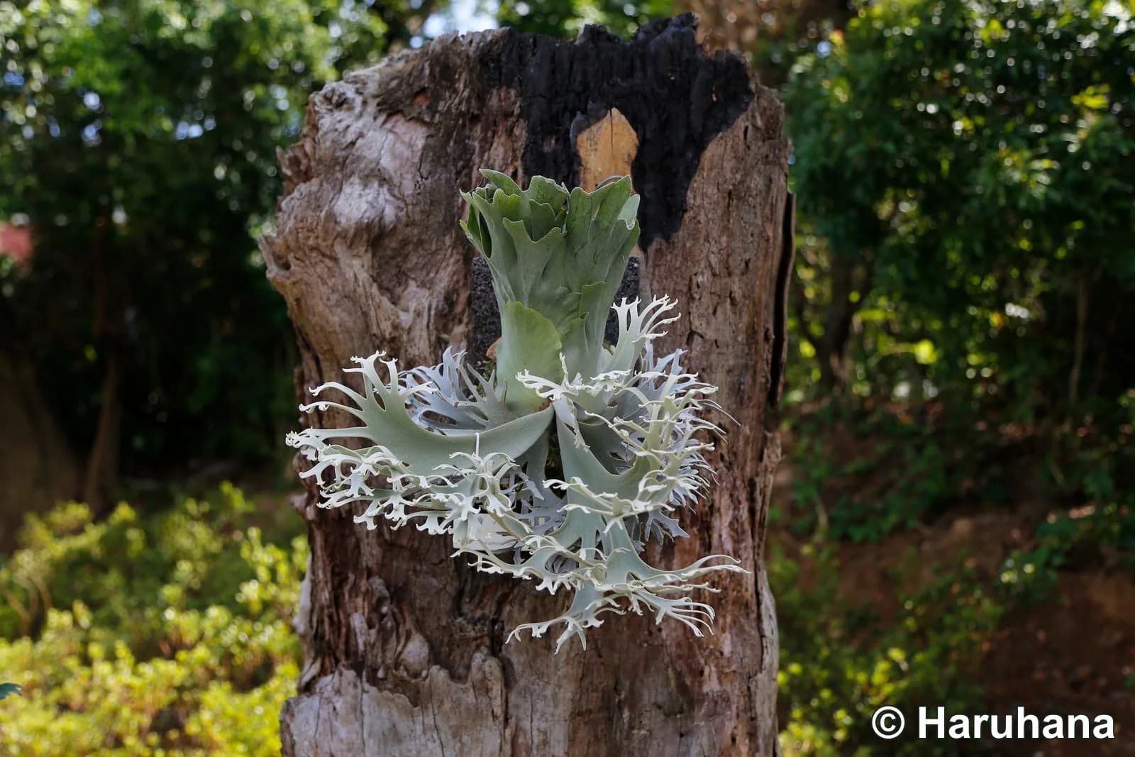 Mature OMG specimen mounted on weathered wood, showing its compact upright shield crown and dense, nearly circular skirt of short silver fertile fronds divided into fine, coral-like tips.