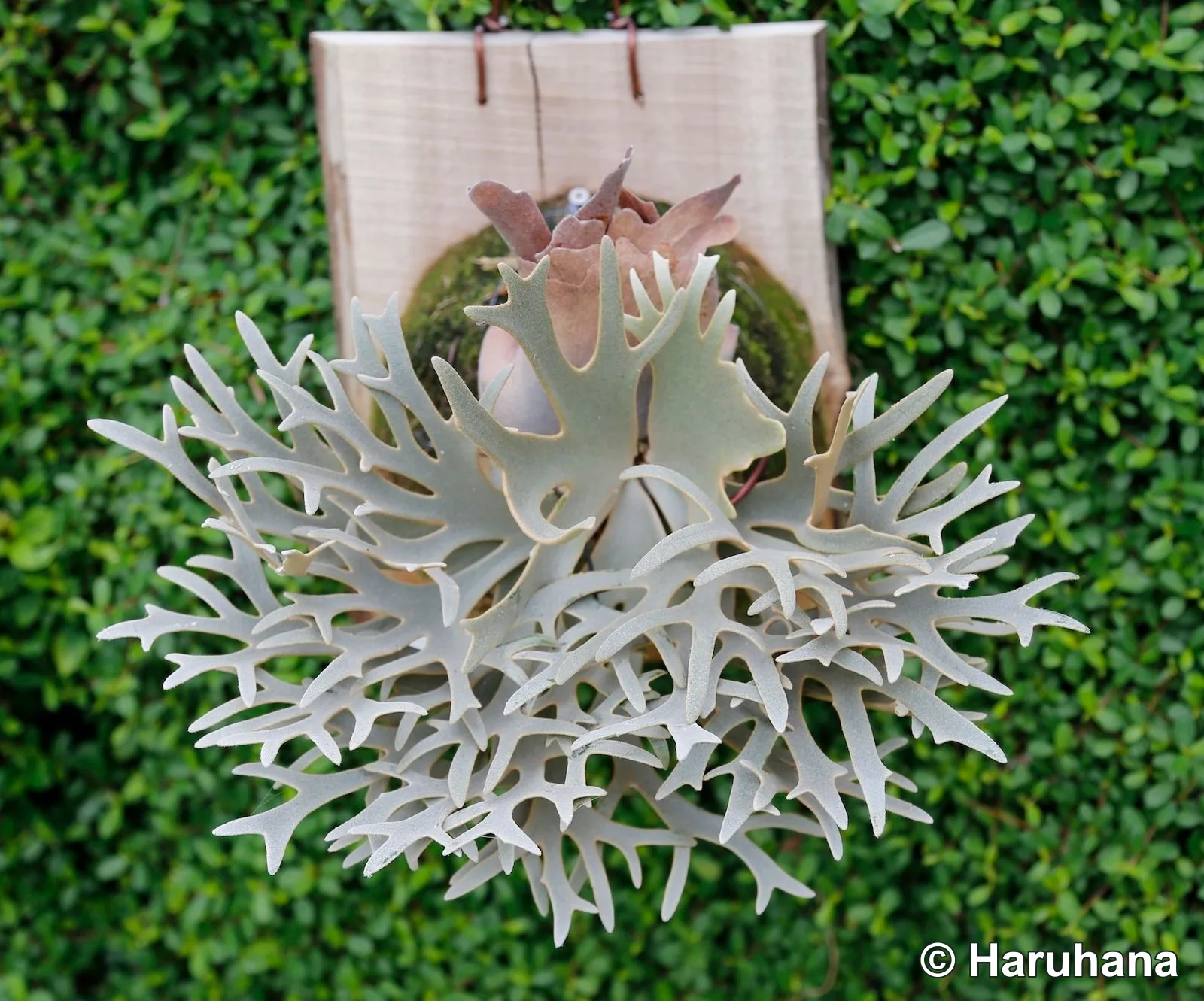 Front view of a mature Nano specimen, showing its compact layered crown and dense fan of short silver fertile fronds divided into many fine, closely spaced forks; older papery brown shield fronds rise behind them.