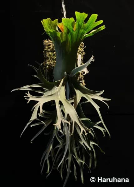 Full view of cultivated Platycerium willinckii ‘Yellow Moon’, showing upright green shield fronds and long, hanging fertile fronds.