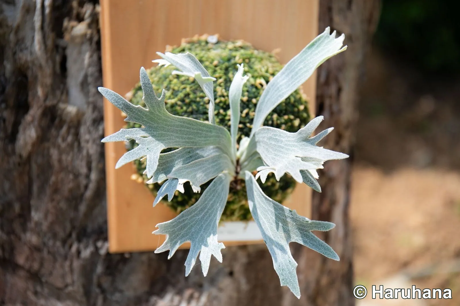 Front view of a young cultivated Platycerium willinckii ‘Spur’ at Haruhana in Taiwan, showing its compact radial habit, broad silver fertile fronds, pronounced lengthwise veins, and irregular pointed projections along the frond margins.