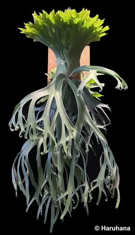 P. willinckii ‘Leonids’ registry photograph