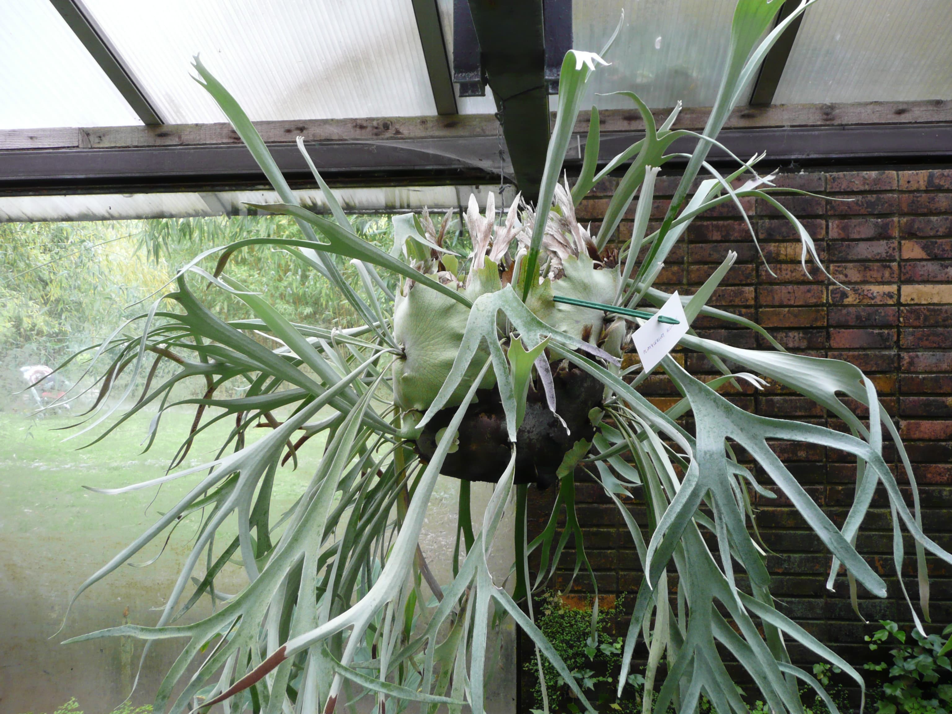 Mature cultivated Platycerium alcicorne at Parc floral de Paris, showing overlapping shields and long, repeatedly divided silver-gray fertile fronds.