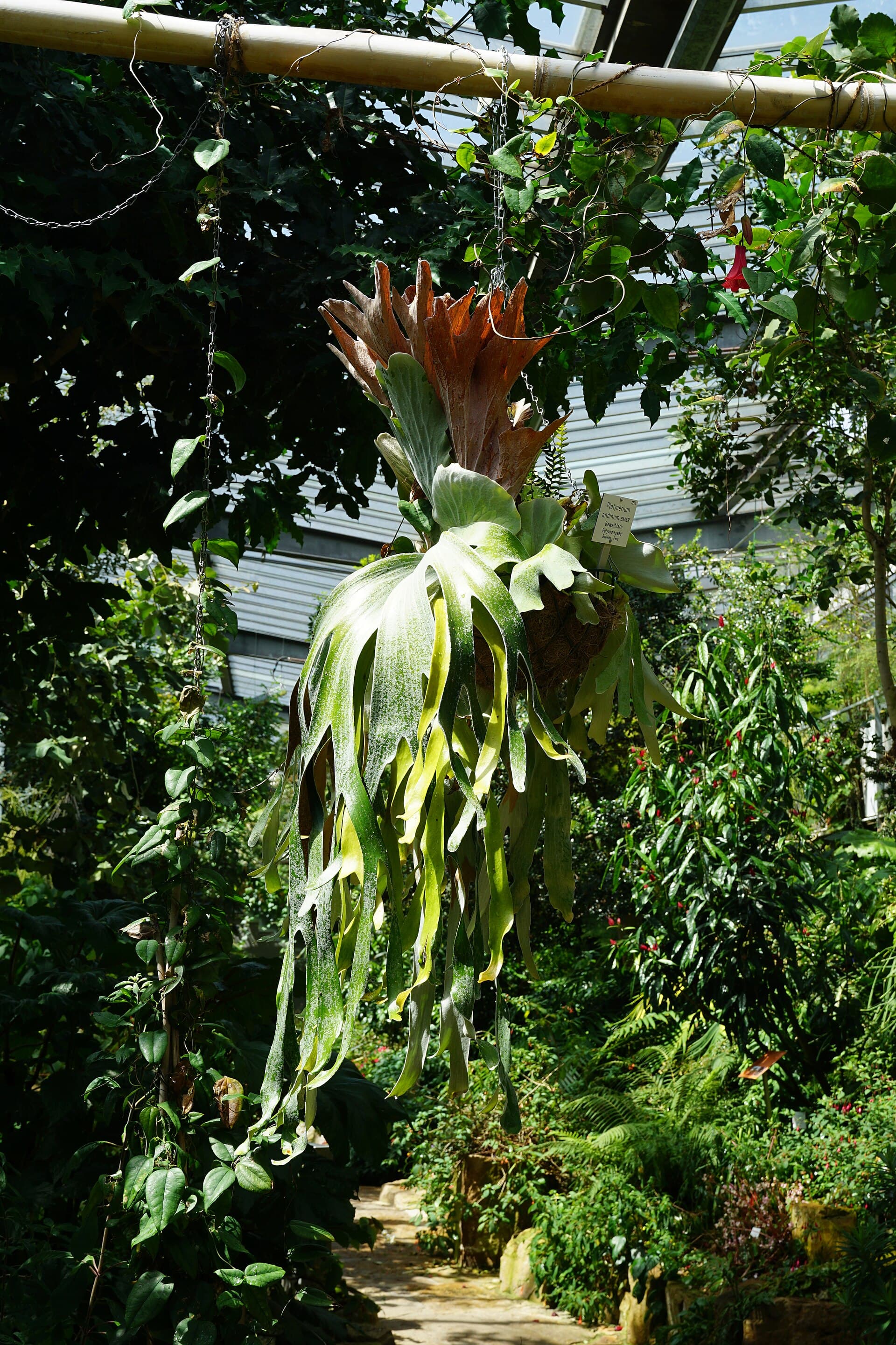 Mature cultivated Platycerium andinum at the University of Tübingen Botanical Garden, showing tall layered shields and long, repeatedly divided pendant foliage fronds.