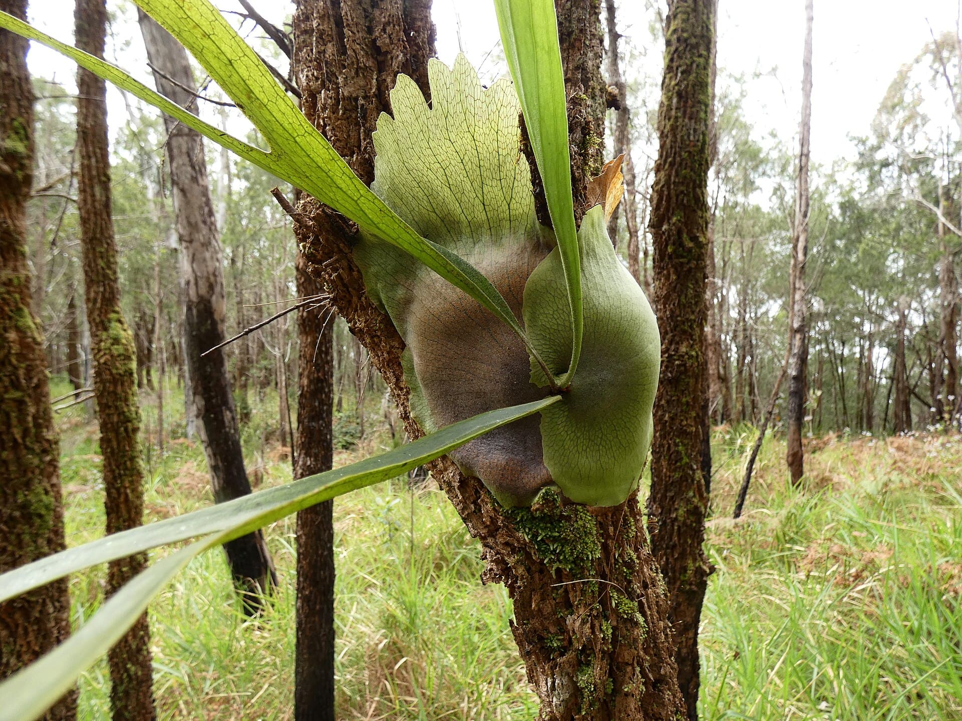 Platycerium bifurcatum growing epiphytically on Mount Baldy near Atherton, Queensland, showing a mature shield, a younger shield or plantlet, and projecting foliage fronds.