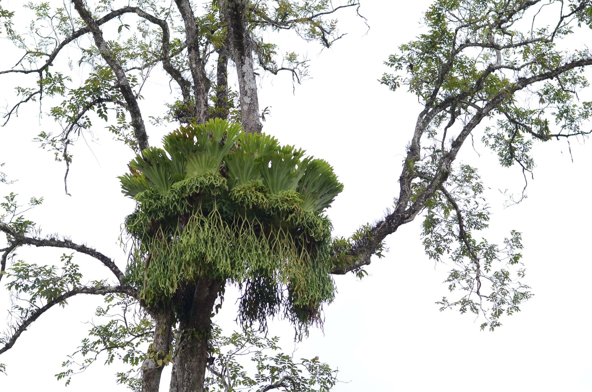 Mature Platycerium coronarium photographed in Dak Pring Commune, Nam Giang District, Quang Nam Province, Vietnam, showing its crown-shaped shield basket and long hanging fertile fronds.