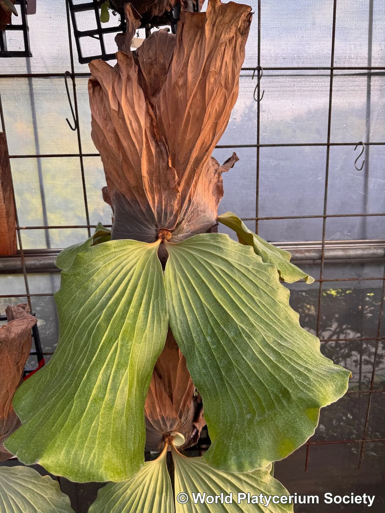 Cultivated mature Platycerium elephantotis photographed by Johnny Lee, showing the species’ exceptionally broad, nearly undivided fertile fronds.