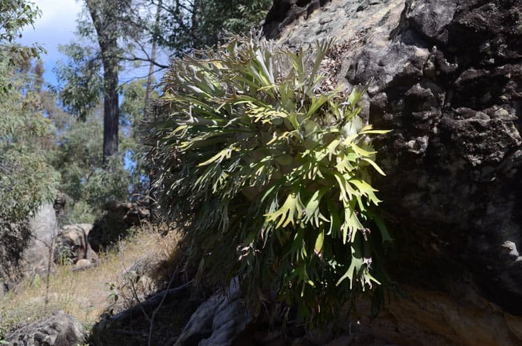 Wild Platycerium veitchii growing as a large colony on a rock face in Carnarvon National Park, Queensland, Australia.