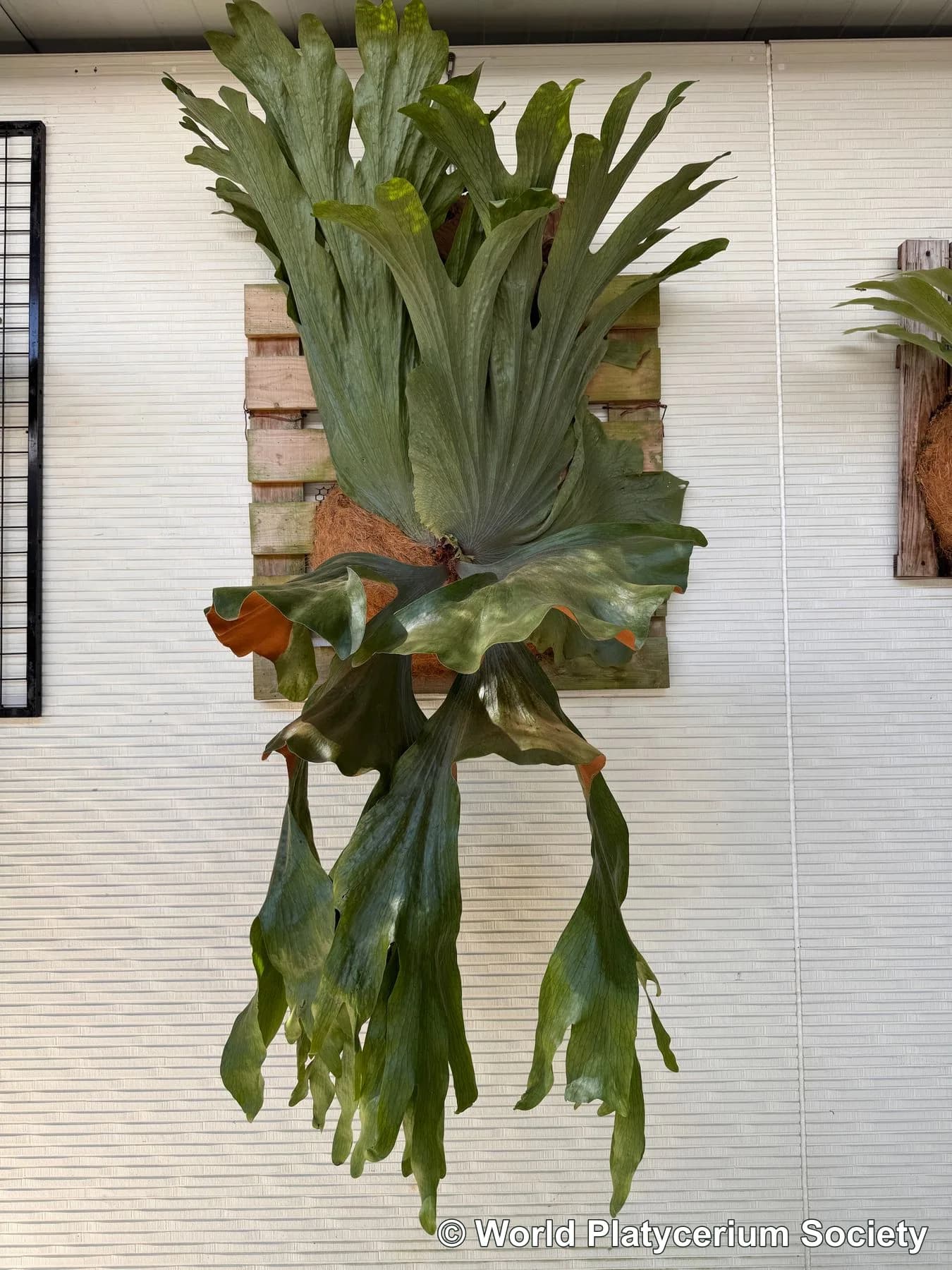 Mature cultivated Platycerium wandae at Haruhana in Taiwan, showing the complete plant with its immense upright shield basket and long hanging fertile fronds.