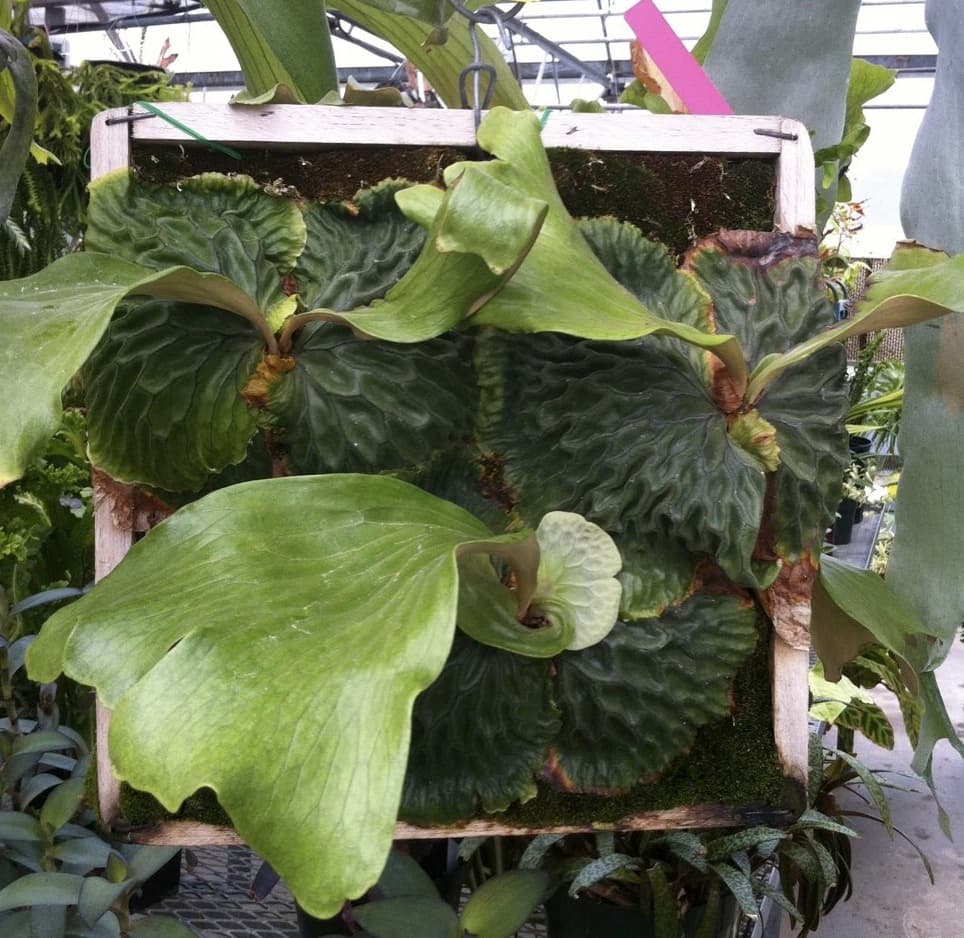 Cultivated Platycerium madagascariense cluster showing persistent dark green shields with the species’ characteristic raised waffle-pattern veins and compact upright fertile fronds.