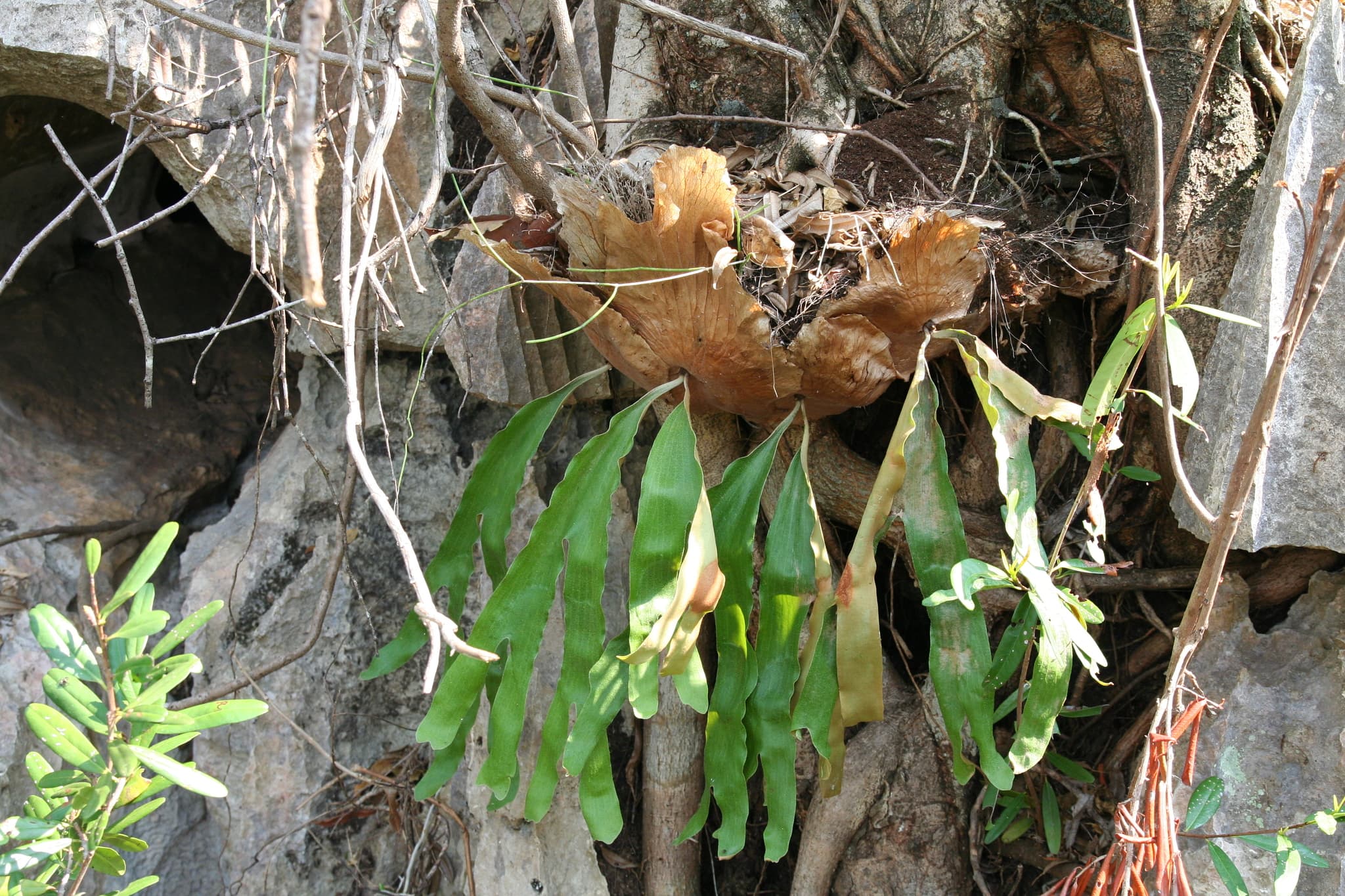 Wild Platycerium quadridichotomum growing among trees and limestone at Tsingy de Bemaraha National Park, Madagascar. The photograph shows the upright brown shield fronds and hanging green fertile fronds in the species’ seasonally dry habitat.