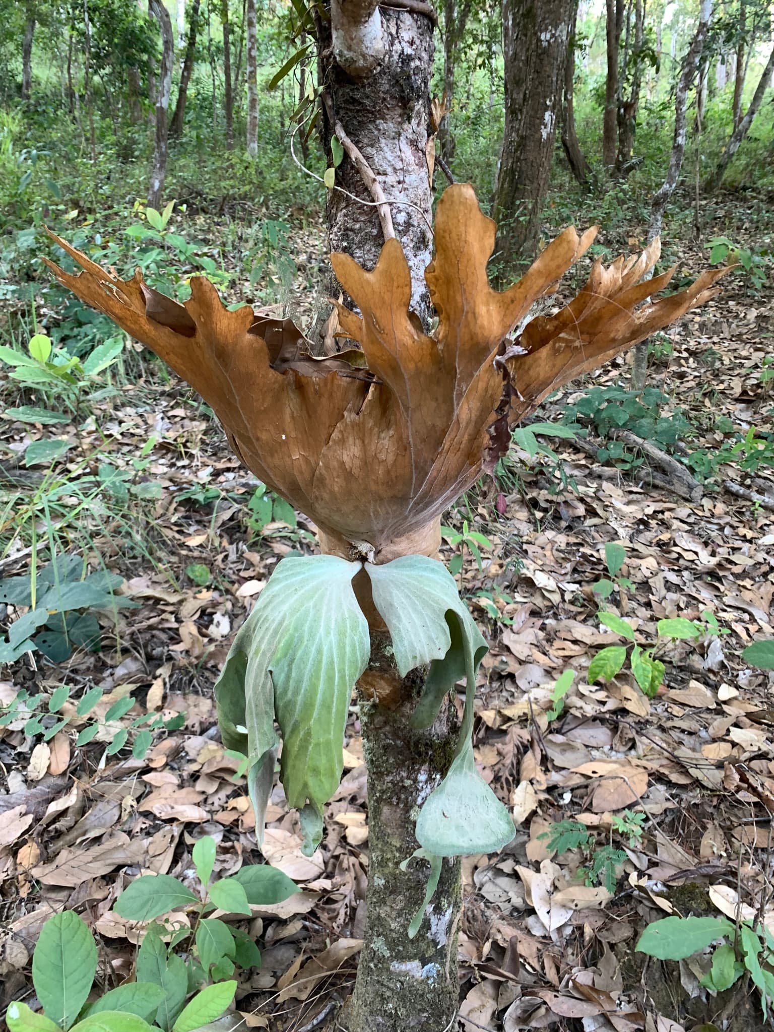 Wild Platycerium wallichii in Chiang Dao Wildlife Sanctuary, Thailand, during its dry-season resting phase. The photograph shows the deeply divided brown shield above the pale hanging fertile fronds.