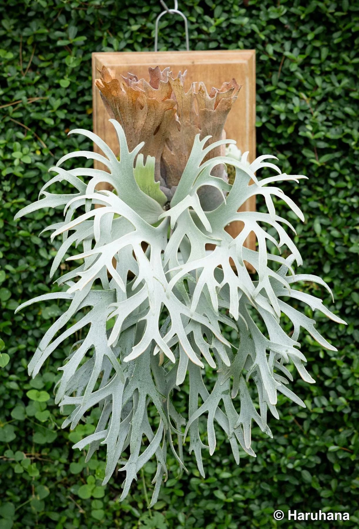 Cultivated Sazanami with an upright shield crown and pale, deeply divided fronds.