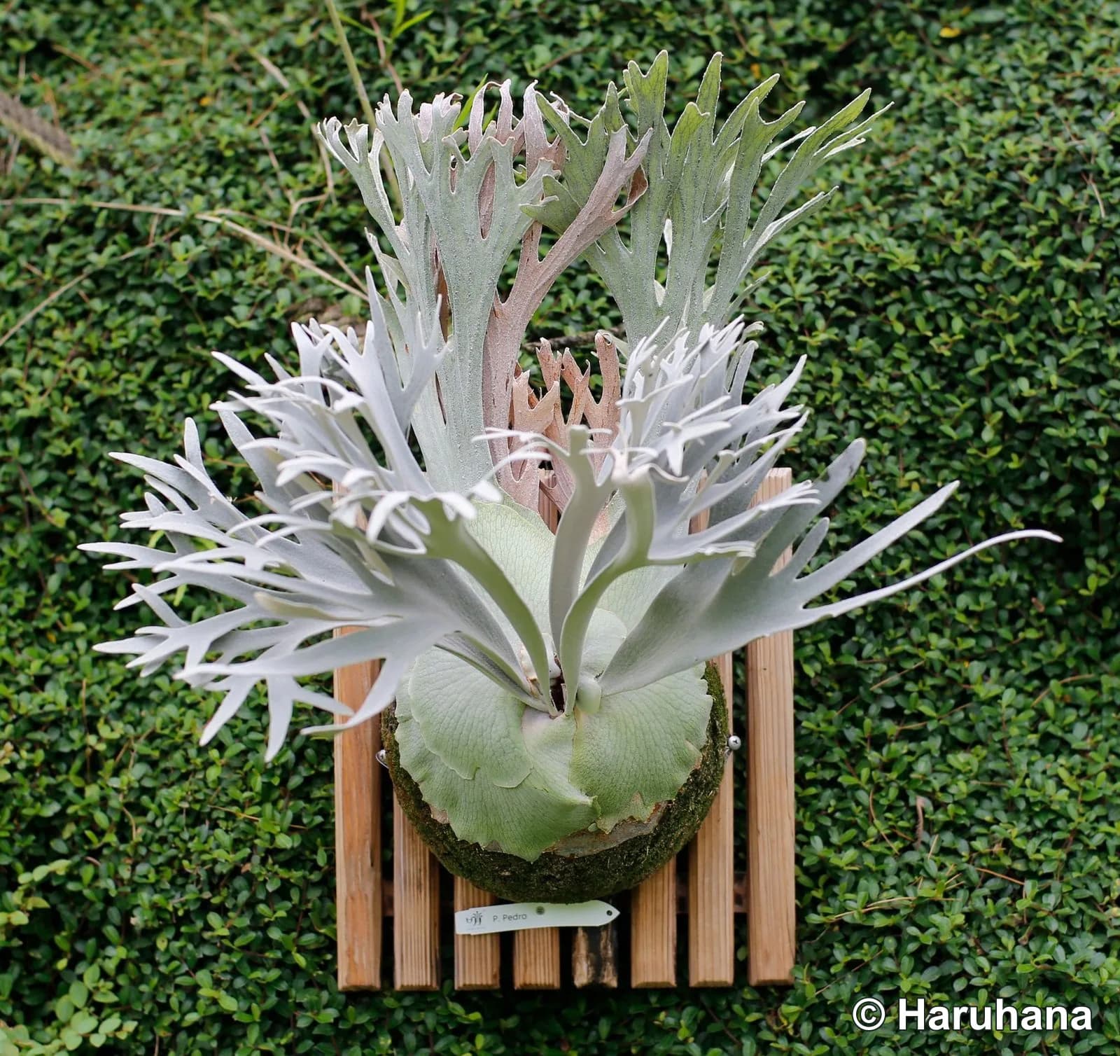 Cultivated Platycerium ‘Pedro’ at Haruhana in Taiwan, showing its tall shield crown, finely branched pale fronds, and plant label.