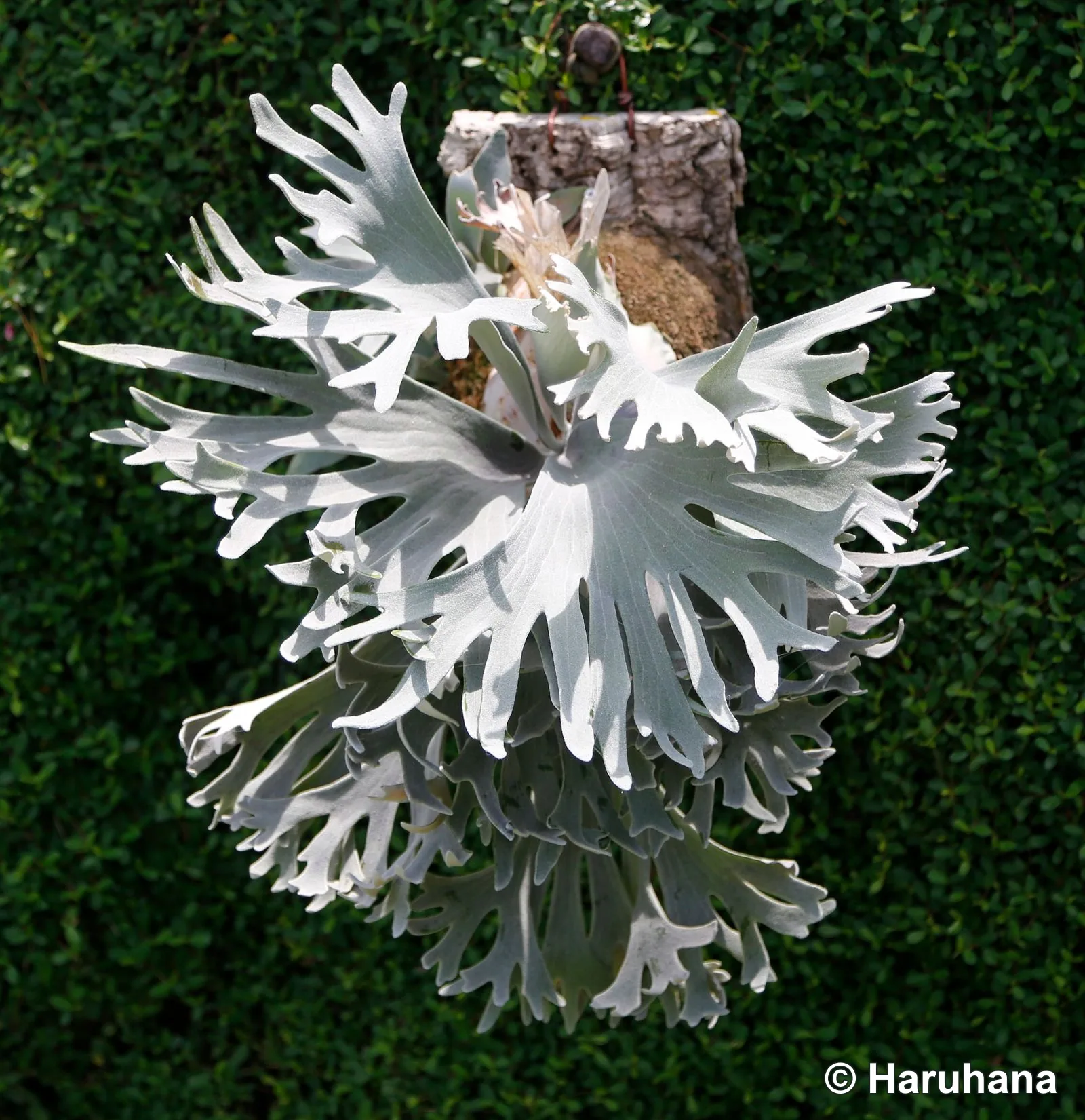 Front view of a cultivated Celso at Haruhana, showing its broad pale fronds and many forked tips.