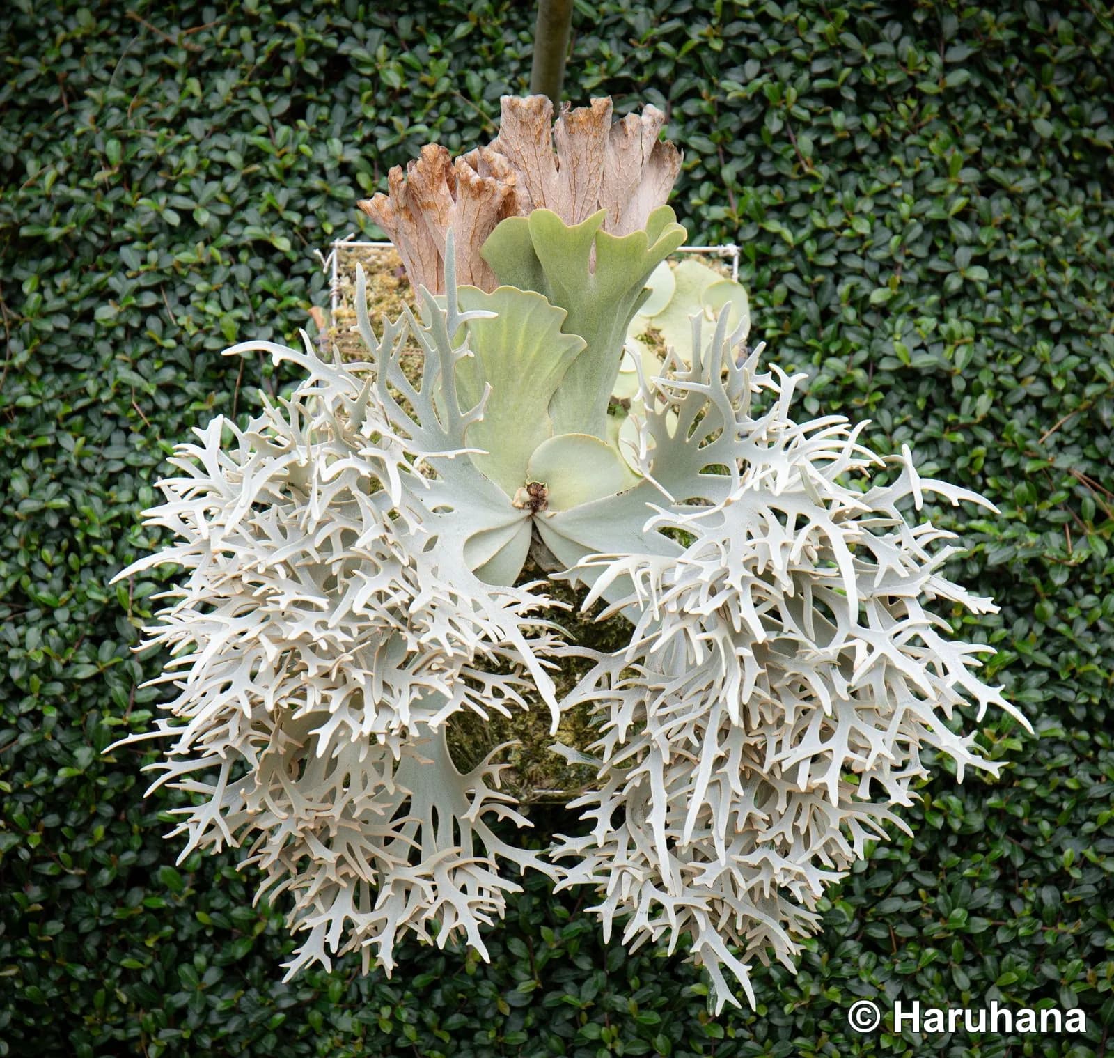 Front view of a cultivated Kohaku, showing its upright shield fronds and densely divided pale fertile fronds.