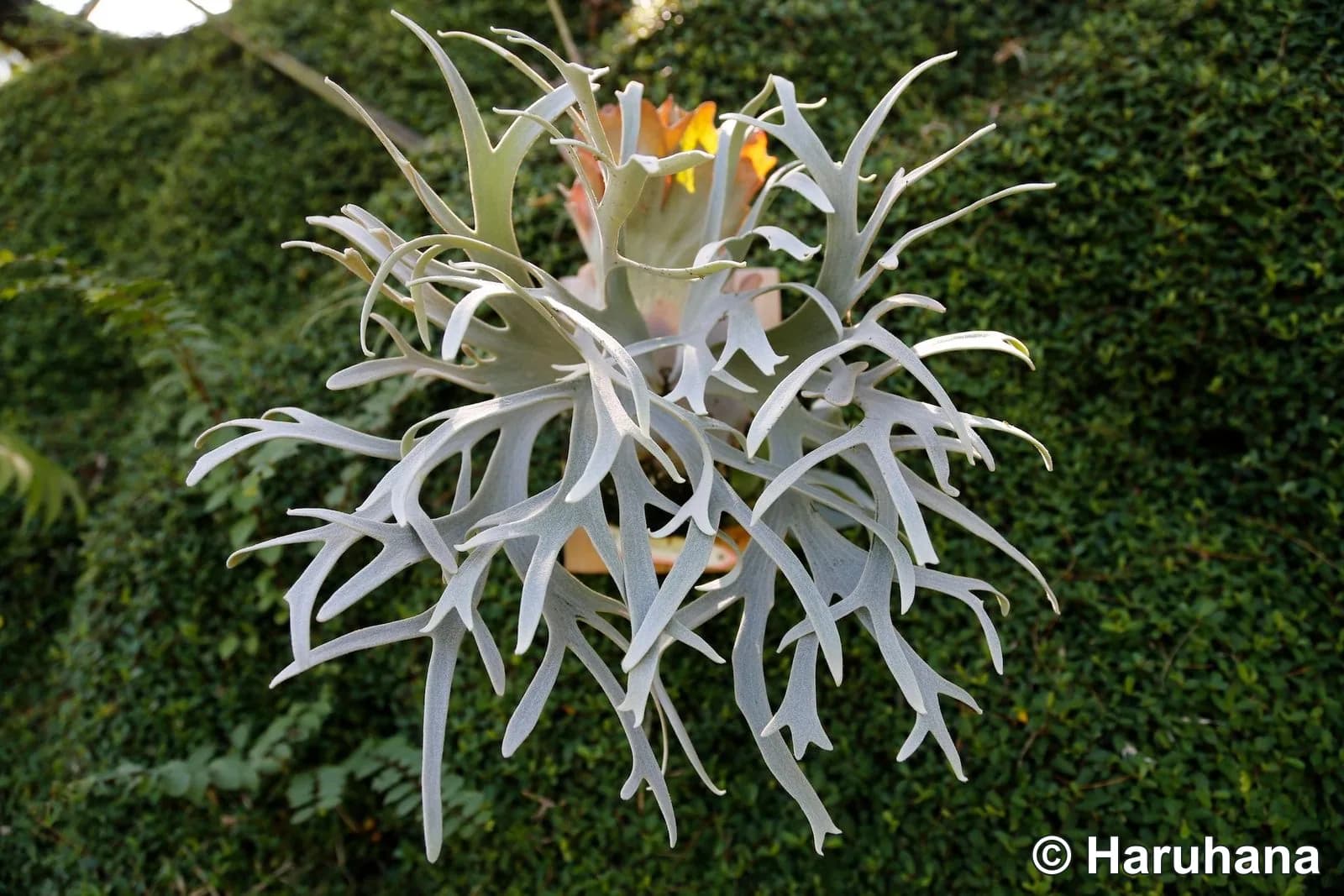Front view of a cultivated Platycerium willinckii ‘Bogie’, showing its many pale, finely divided fronds and the upright shield crown behind them.