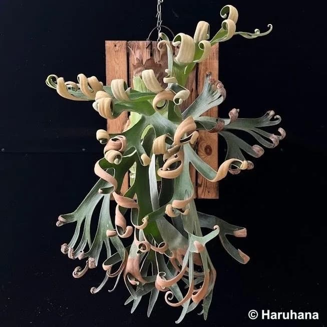 Mature cultivated Foong Si Qi with curled fertile fronds, shown on Haruhana’s sporeling listing.