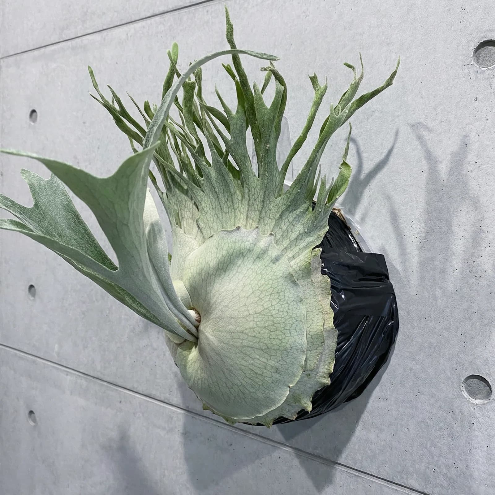 Cultivated plant labeled High Finger AUS, showing a developed shield-frond crown. Source: Platy & Co.