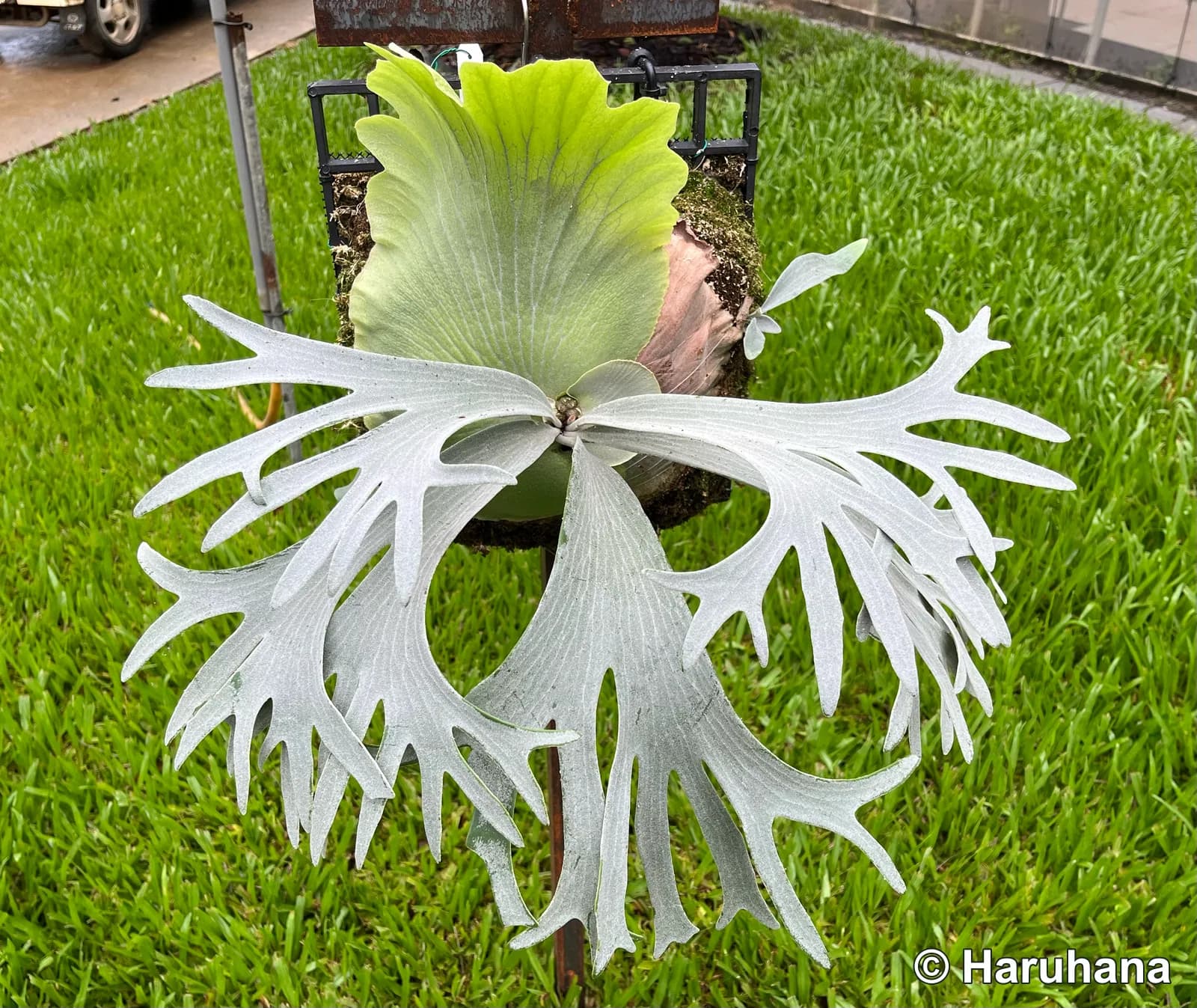 Front view of SP White, showing a green shield frond above the silvery, branching foliage.