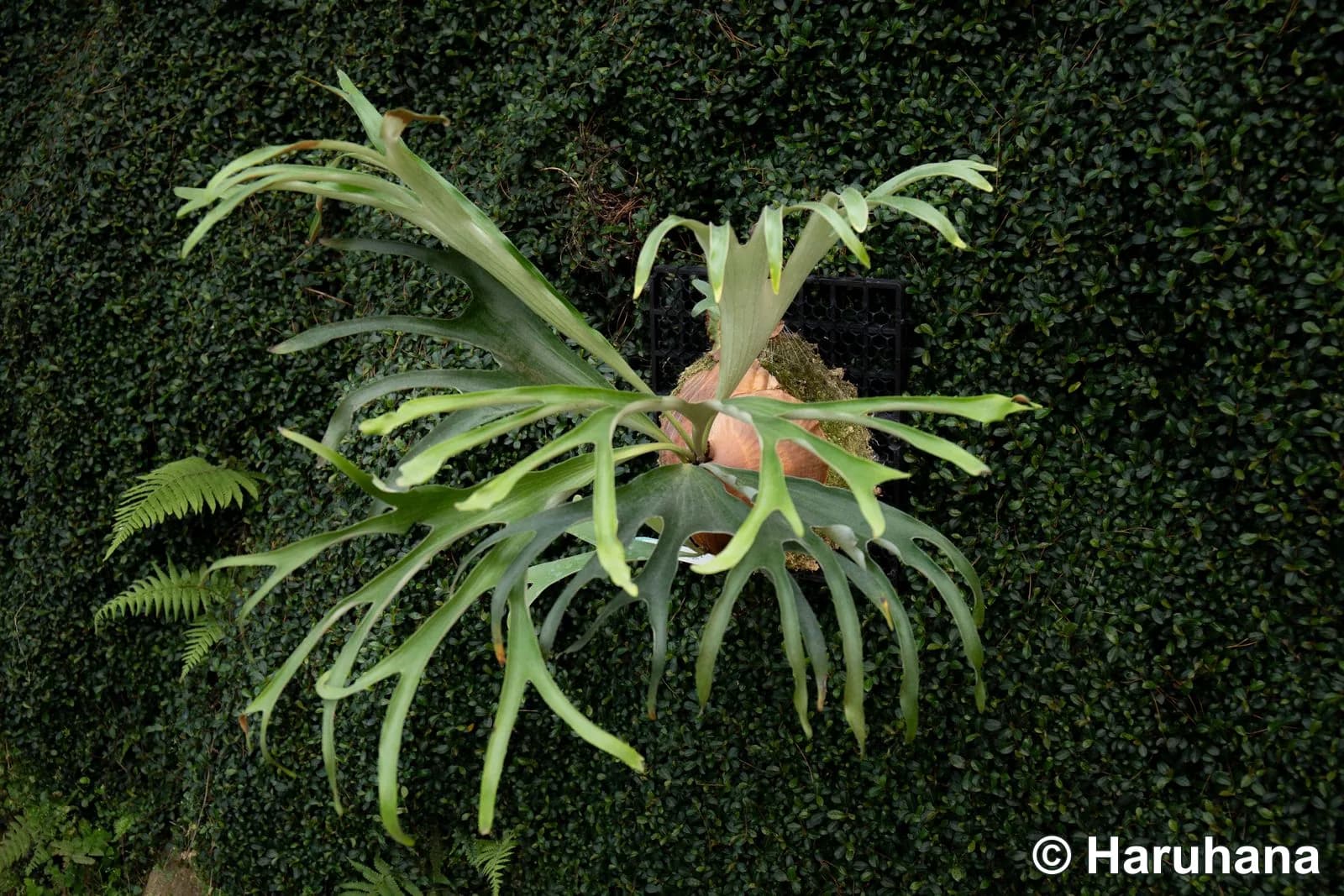 Front view of Gorgon, showing its spreading, divided fronds and curled tips.